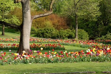 View of a tulip garden at sigurta park in Italy (close to Lake Garda)