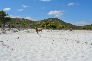 Cow on Plage du Lotu (Loto beach), Desert des Agriates. Corsica island, France