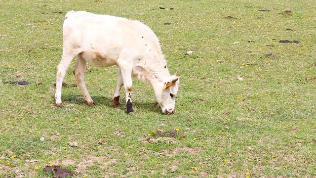 Small cute white texas longhorn eating grass on meadow