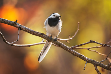 Beautiful white wagtail bird male on the natural colorful background. White wagtail, motacilla alba, shot in Europe