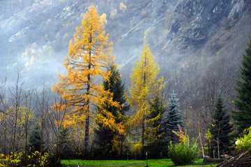 yellow larch in autumn in the Alps mountains