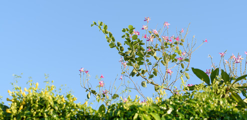 Obraz na płótnie Canvas Beautiful pink Bauhinia flowers,Hong kong orchid tree over bright blue sky background