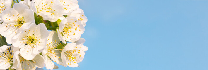 Spring white cherry flowers on a blue background with copy space, banner. Spring time.