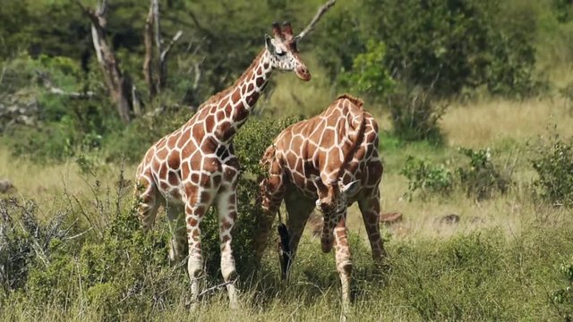 Wild giraffes fighting near the bush, Kenya, Africa