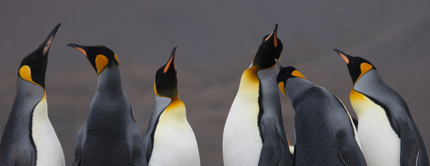 Beautiful King Penguins Looking All Around © DaiMar