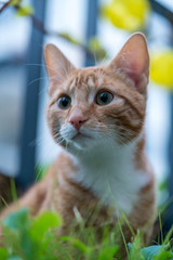 Cute orange cat with big eyes