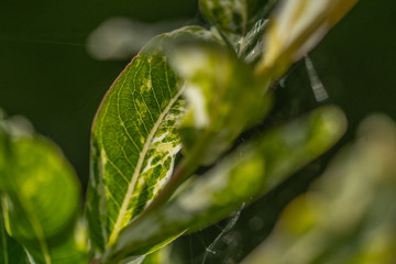 green leaf with dew drops