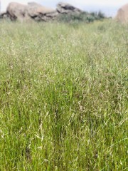 green grass in the field
