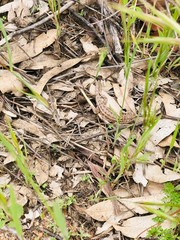 grass in the forest
