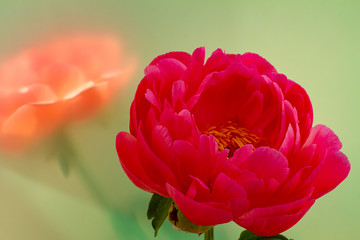 Red peony blossom Abalone Pearl and a blurry second blossom behind  a translucent green background