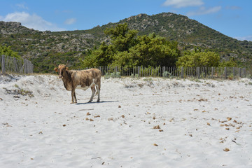 Cow on Plage du Lotu (Loto beach), Desert des Agriates. Corsica island, France