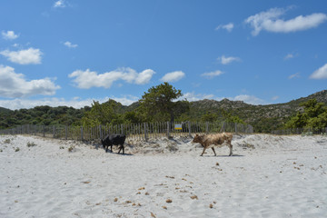 Fototapeta na wymiar Cows on Plage du Lotu (Loto beach), Desert des Agriates. Corsica island, France