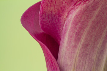 close-up of the blossom of a purple calla (zantedeschia) on green background