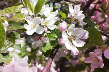 Branch of the blossoming apple in spring garden. Bee on apple flowers
Pink toning
