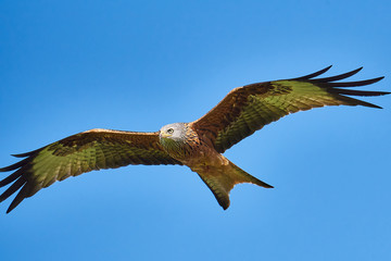 Rotmilan (Milvus milvus)