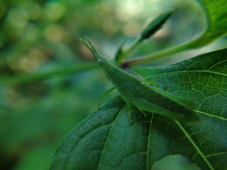 green leaf with water drops