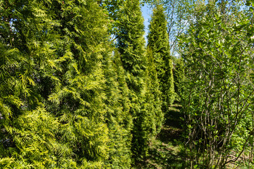 Fototapeta premium Thuja occidentalis Smaragd (northern or eastern white cedar) and Thuja occidentalis Aurea as hedge along border of site. Cleanup focus. Spring in evergreen landscaped garden. Nature concept for design