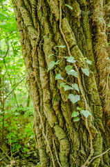 Stems showing the rootlets used to cling to walls and tree trunks.
