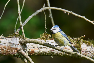 Blaumeise (Cyanistes caeruleus)