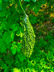 Green bitter gourd on the tree. Healthy vegetables natural