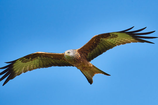 Rotmilan (Milvus milvus)