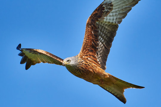 Rotmilan (Milvus milvus)