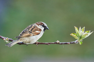 Haussperling (Passer domesticus)