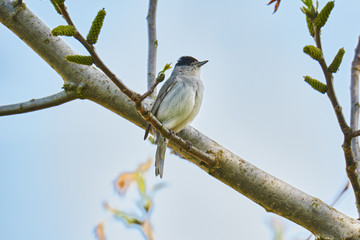 Mönchsgrasmücke (Sylvia atricapilla)