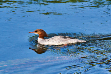 Gänsesäger Weibchen (Mergus merganser)