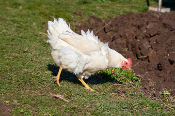 White hen looking for  food
