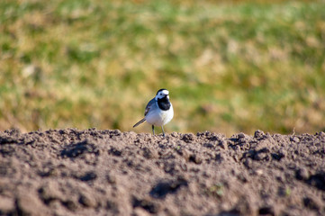 White wagtail on the field.