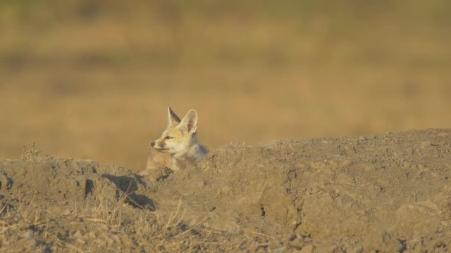 A Desert fox pup keeps watch on the desert as things move and it tries to gauge and study its surroundings during late morning in the Little Rann of Kutch in Gujarat , India during late Winter