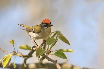 Firecrest passerine Regulus bird perched on tree branch. Firecrest´s crown (Regulus ignicapillus) sitting on the branches