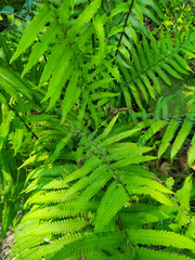 Fern fronds form natural abstract patterns in the summer woods. Background