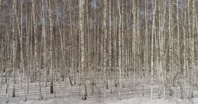 Straight vertical birch trees in very dense birch forest with flat snow land. Middle and close up shot at winter sunny day