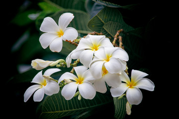 Fototapeta na wymiar White Plumeria flowers, refreshing and beautiful in nature.