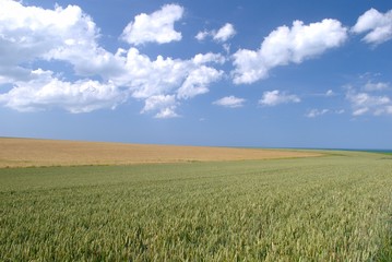 Champ de blé avec ciel bleu et nuages