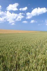 Champ de blé avec ciel bleu et nuages