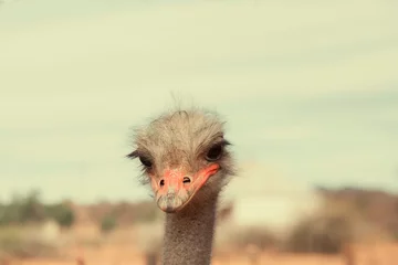 Zelfklevend Fotobehang Head of ostrich in close up © Patricia
