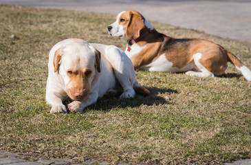 a yellow labrador retriever is lying on the grass, his head on his paws