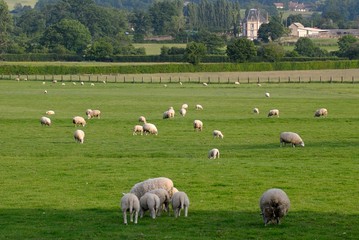 Obraz premium Troupeau de moutons au pré..