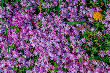 Obraz premium Beautiful purple phlox flowers, growing on the meadow. Spring nature background. 