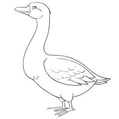 goose drawn in outline, coloring, isolated object on a white background, farm, vector illustration,