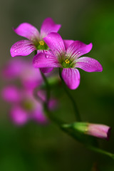 Fototapeta premium Purple flowers in the garden