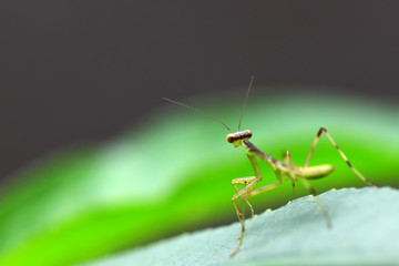 Baby green praying mantis in the garden