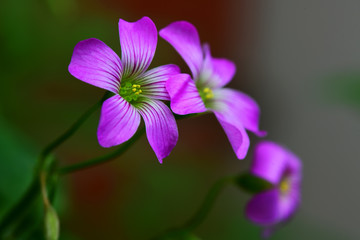 Purple flowers in the garden