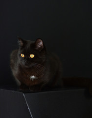 Schwarze Katze auf schwarzem Hintergrund Britisch Kurzhaar
