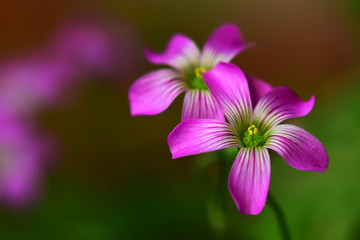 Purple flowers in the garden