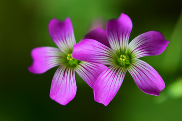 Purple flowers in the garden