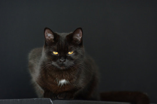 Schwarze Katze auf schwarzem Hintergrund Britisch Kurzhaar